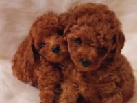 Aşılı Pasaportu Toy Poodle Yavrularımız