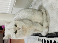 9 Aylık British Shorthair