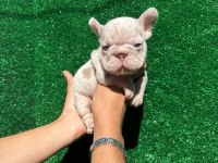 Big Rope French Bulldog