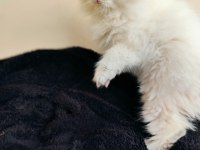 Dişi british longhair yavruma da yuva aranıyorum