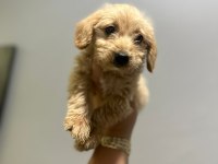 Orjinal maltipoo yavrularımız