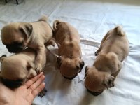 Pug yavrularımız