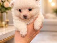 Pomeranian Spitz Yavrularımız