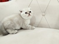 British shorthair ve scottish