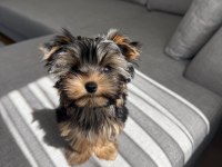 Ev Doğumlu Micro Teacup Boy Yorkshire Terrier