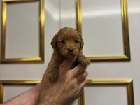Kore poodle yavrular