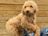 Dev Poodle Yavrularımız Yeni Ailelerini Bekliyor