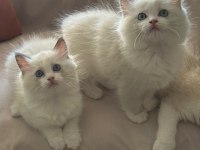 Şecereli Anne ve Babadan Bicolor Ragdoll Yavrularımız