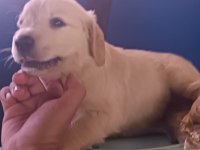 Safkan golden retriever yavrularımız