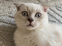 Uysal Scottish Fold Kızım