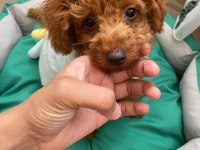 Toy poodle sahiplendirme tuvalet eğitimi vardır