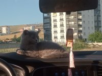 3 aylık british oğlumuza güzel ve iyi bakabilecek aile
