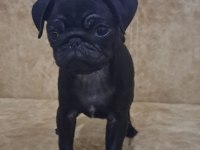 Siyah pug yavru 2 aylık