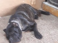 ERKEK CANE CORSO ARIYORUM ÇİFTLEŞTİRMEK İÇİN