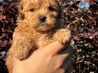 Poodle Ayarında Maltipo Yavrular Kore