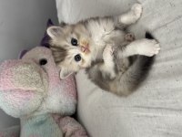1 aylık yavru british shorthair
