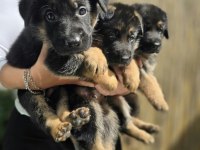 A şecereli safkan alman çoban köpeği yavrularımız