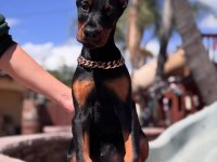 İsteğe Özel Estetik İmkanları İle Dobermanlar