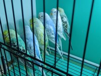 Üretimhanenin Renk Cümbüşü Muhabbet Kuşu Yavrular