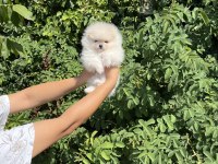 Pomeranian Boo Bebekler