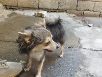 Shiba ba cinsi bakımları yapılmış 10 aylık erkek yavru