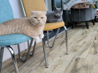 Saf Irk Scottish Fold