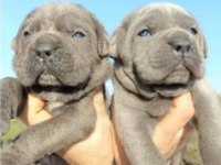 CANE CORSO YAVRULAR ırk garantilidir
