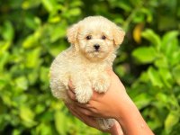 Irk ve Sağlık Garantili Orjinal Maltipoo Yavrular