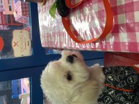 Maltese Terrier 8 aylık