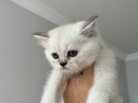 SAF KAN BRİTİSH SHORTHAİR BEBİŞLER
