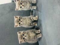 Uyguna British Shorthair Vereceğim