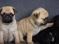 Irk ve Sağlık Garantili Pug Yavrular