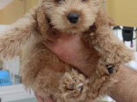 Maltipoo Cinsi Erkek
