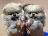 Petmode köpek çiftliğinden teddy pomeranin boo