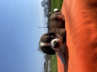 ırk ve sağlık garantili st bernard yavrular