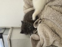 BRİTİSH LONGHAİR KEDİLER