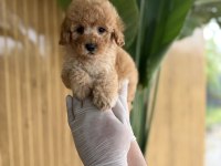 Poodle Referans Yavrular