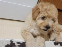 ERKEK MALTİPOO 4 AYLIK