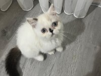 EXOTİC SHORTHAİR SAFKAN ORJİNAL