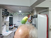 Konuşan Muhabbet Kuşu