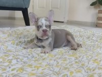 EGZOTİK YAVRU KÖPEKLER