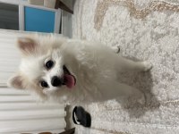 Pamuk Prenses Pomeranian