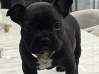 Mükemmel French Bulldog Bebekler