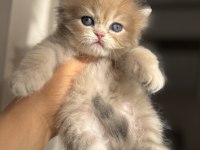 Nadir Renk Blue Golden Ay11 British Longhair