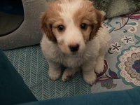Herkesle 40 yıllık arkadaş gibi olan maltipoo