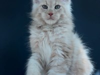 Üst kaliteli erkek maine coon