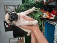Pug bebekleri