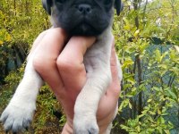 KREM PUG YAVRULARI
