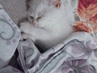 British longhair yavru kedimiz