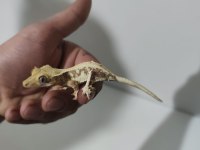 Evil Crested Geckolar